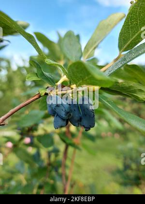 Reife Geißelbeeren auf grünen Zweigen auf einem Busch. Hochwertige Fotos Stockfoto