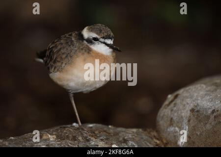 Seeregenpfeifer / Kentish-Plumber / Charadrius alexandrinus Stockfoto