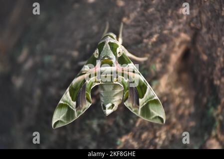 Umariya, Madhya Pradesh, Indien, : Dieses Foto wurde am 16. November 2022 aufgenommen: Eine seltene Oleander-Falkenmotte (Daphnis nerii), die in einem Dorf im Umaria-Distrikt auf einem Baum gesessen wurde. Daphnis nerii, die Oleander-Falkenmotte oder Army Green Motte, ist eine Motte der Familie Sphingidae. Es wurde von Carl Linnaeus in seiner Ausgabe von Systema Naturae 1758 10. beschrieben. Foto Von - Uma Shankar Mishra Stockfoto