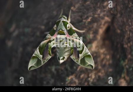 Umariya, Madhya Pradesh, Indien, : Dieses Foto wurde am 16. November 2022 aufgenommen: Eine seltene Oleander-Falkenmotte (Daphnis nerii), die in einem Dorf im Umaria-Distrikt auf einem Baum gesessen wurde. Daphnis nerii, die Oleander-Falkenmotte oder Army Green Motte, ist eine Motte der Familie Sphingidae. Es wurde von Carl Linnaeus in seiner Ausgabe von Systema Naturae 1758 10. beschrieben. Foto Von - Uma Shankar Mishra Stockfoto