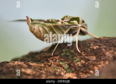 Umariya, Madhya Pradesh, Indien, : Dieses Foto wurde am 16. November 2022 aufgenommen: Eine seltene Oleander-Falkenmotte (Daphnis nerii), die in einem Dorf im Umaria-Distrikt auf einem Baum gesessen wurde. Daphnis nerii, die Oleander-Falkenmotte oder Army Green Motte, ist eine Motte der Familie Sphingidae. Es wurde von Carl Linnaeus in seiner Ausgabe von Systema Naturae 1758 10. beschrieben. Foto Von - Uma Shankar Mishra Stockfoto