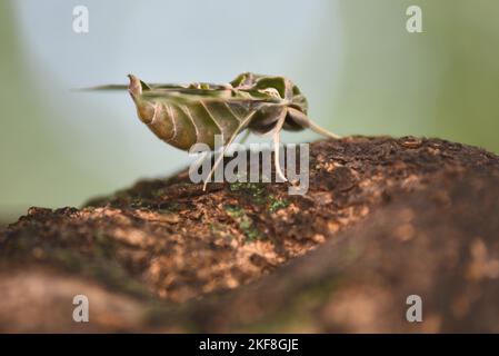 Umariya, Madhya Pradesh, Indien, : Dieses Foto wurde am 16. November 2022 aufgenommen: Eine seltene Oleander-Falkenmotte (Daphnis nerii), die in einem Dorf im Umaria-Distrikt auf einem Baum gesessen wurde. Daphnis nerii, die Oleander-Falkenmotte oder Army Green Motte, ist eine Motte der Familie Sphingidae. Es wurde von Carl Linnaeus in seiner Ausgabe von Systema Naturae 1758 10. beschrieben. Foto Von - Uma Shankar Mishra Stockfoto