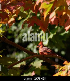 Schöner roter Kardinal, der auf einem Ast thront und von bunten Herbstblättern umgeben ist. Stockfoto