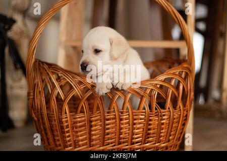 Labrador Welpen in einem Weidenkorb im Studio, Foto von Hunden Stockfoto