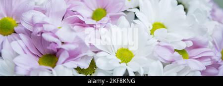 Chrysanthemen. Blumenstrauß. Wunderschöne rosafarbene und weiße Chrysanthemen im Herbst. Postkarte, Grüße. Banner Frühlingsblumen in verschiedenen Farben .Web Stockfoto