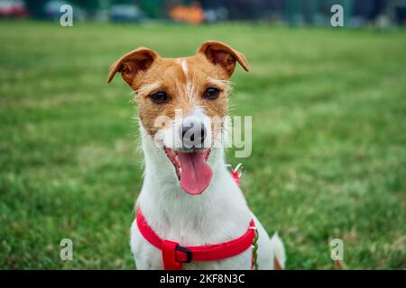 Glücklicher netter Hund auf dem Feld mit grünem Gras am Sommertag. Porträt von Jack Russell Terrier Stockfoto