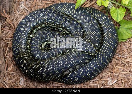 Die australische Diamond Python rollte sich auf dem Boden Stockfoto