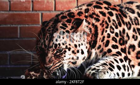 Hungriger Leopard frisst Fleisch, Nahaufnahme, wilde Tiere Stockfoto