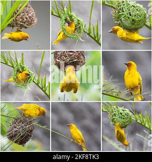 Goldener Palmenweber (Ploceus bojeri) - Vogelcollage Stockfoto