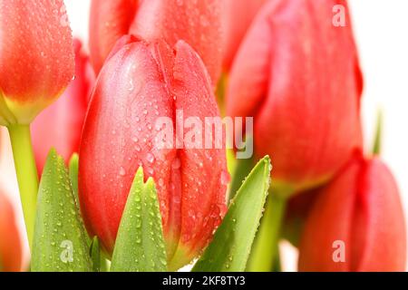 Frische Tulpen mit Wassertropfen - Makroaufnahme Stockfoto
