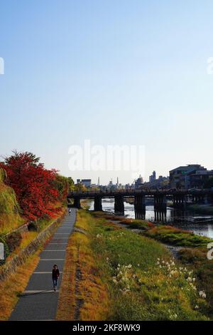 Der Herbst von Kyoto beginnt am Kamogawa-Fluss Stockfoto