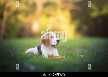 Junge Beagle spielen Stockfoto