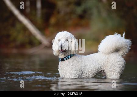 Riesiger Pudel im Stehen Stockfoto