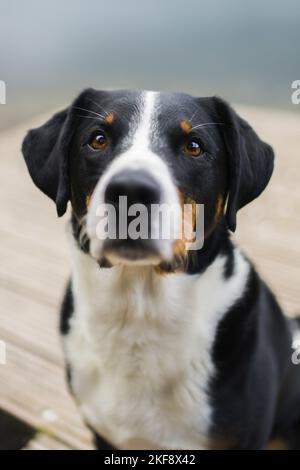 Appenzeller Mountain Dog Portrait Stockfoto