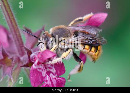 Farbenfrohe Nahaufnahme einer männlichen europäischen Wollbiene, Anthidium manicatum auf einer violetten Stachys-Blume im Garten Stockfoto