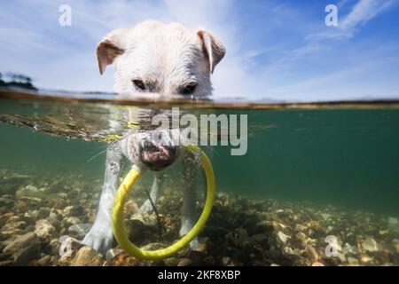 Labrador-Retriever-Mongel im Wasser Stockfoto