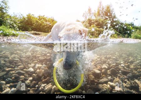 Labrador-Retriever-Mongel im Wasser Stockfoto