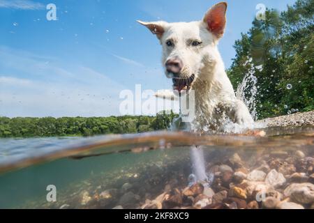 Labrador-Retriever-Mongel im Wasser Stockfoto