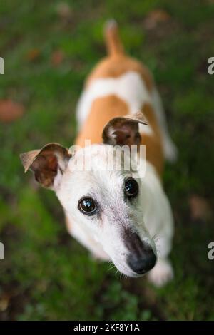 Stehend Jack-Russell-Terrier-Mongrel Stockfoto