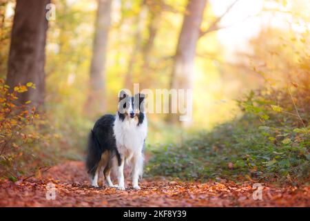 Amerikanische Collie Stockfoto