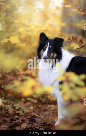 Amerikanische Collie Stockfoto