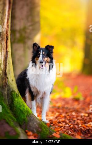 Amerikanische Collie Stockfoto