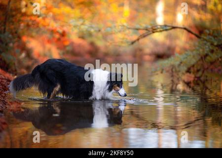 Amerikanische Collie Stockfoto