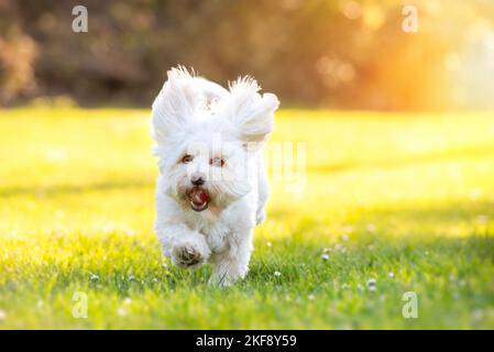 Laufen von Bolonka-Zwetna-Havanese-Mongrel Stockfoto