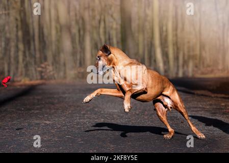 Rhodesian Ridgeback zu spielen Stockfoto