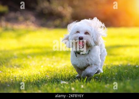 Laufen von Bolonka-Zwetna-Havanese-Mongrel Stockfoto