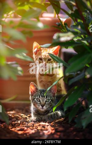 Junge europäische Kurzhaar Stockfoto
