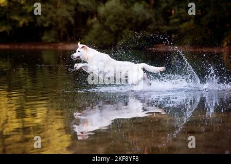 Männlicher Labrador-Retriever-Shepherd Stockfoto