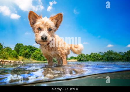 Mongrel im Wasser Stockfoto