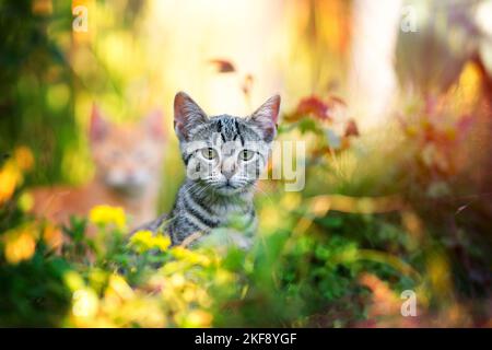 junger Kater Stockfoto