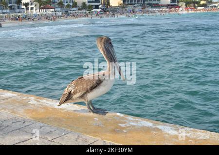 Grau junge Pelikan sitzt auf Pier blau Wasser Tier niedlich Stockfoto