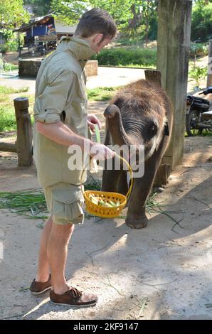 Junge Elefant Phuket Thailand Fütterung niedlichen Schönheit Tier Stockfoto