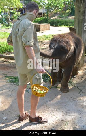 Junge Elefant Phuket Thailand Fütterung niedlichen Schönheit Tier Stockfoto