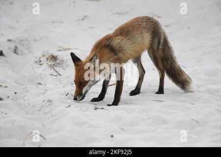 Stehender Rotfuchs Stockfoto