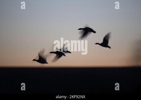 Schneegänse Stockfoto