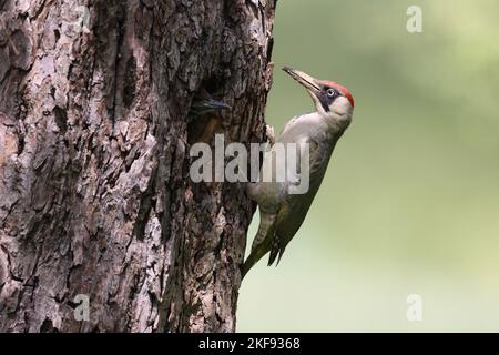 Grünspecht füttert jungen Vogel Stockfoto
