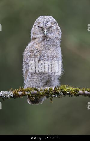 Waldkauz, der auf dem Ast sitzt Stockfoto