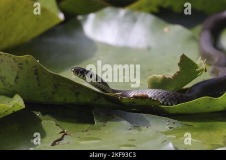 Grassnatter auf Seerose Stockfoto