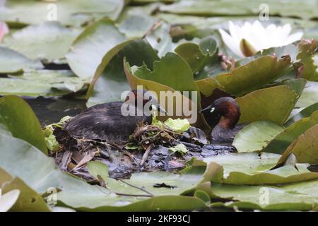 Little Grebe Kupplung Stockfoto