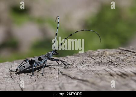 Alpine Langhornkäfer Stockfoto