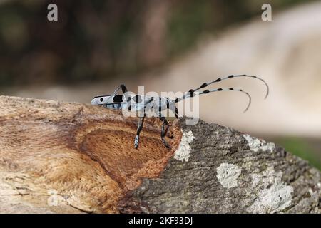 Alpine Langhornkäfer Stockfoto