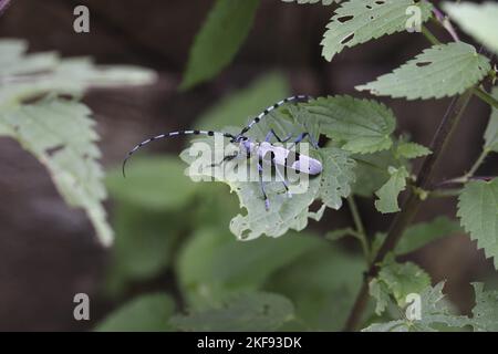 Alpine Langhornkäfer Stockfoto