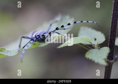 Alpine Langhornkäfer Stockfoto