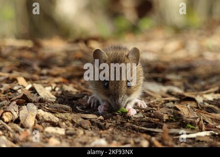 Waldmaus Stockfoto