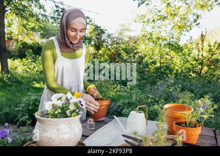 Muslimische junge attraktive Gärtner bei der Arbeit, kümmern sich um Grünpflanzen, arbeiten im Retro-Gartenladen Stockfoto