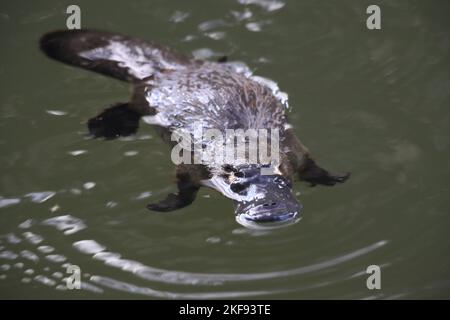 Platypus Stockfoto